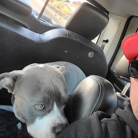 Meet your Posher, Tyson - Picture 1 of 1